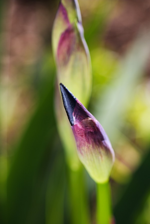 Purple Deep Iris Bud by Joy Watson